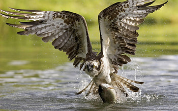 Flying Bird, Bird, Wings, Animal, Strong HD wallpaper