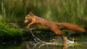 Squirrel, animal, rodent, nut HD wallpaper