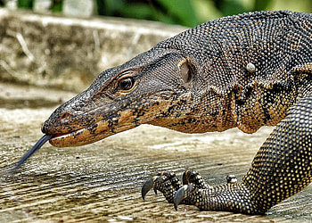 Monitor lizard animal HD wallpaper