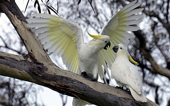 Cockatoos, wings, white, bird, pasare, coupe, feather, yellow, cockatoo, papagal, parrot HD wallpaper