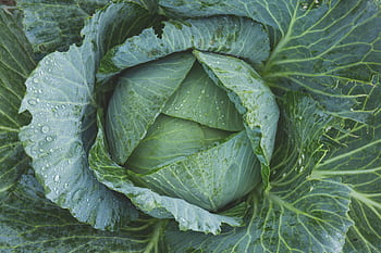 Close-up of a fresh cabbage head with dew drops, showcasing natural textures. HD wallpaper