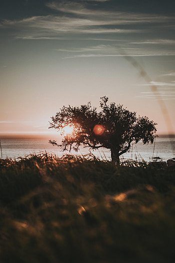 Nature, Sunset, Sun, Glare, Wood, Tree HD phone wallpaper