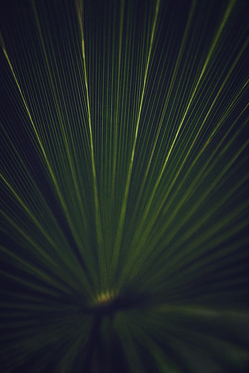 Macro, Texture, Stripes, Streaks, Leaflet HD phone wallpaper