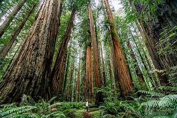 Stunning experiences, Redwood national park, Nature's wonders, Outdoor exploration HD wallpaper