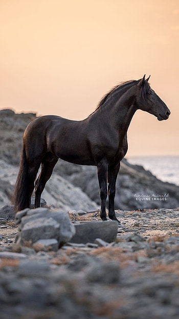 Lonely Horse, lonely, horse HD phone wallpaper
