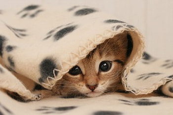 Hello, Kitty, cats, kitten, cat, animals HD wallpaper