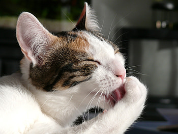 cat HD wallpaper