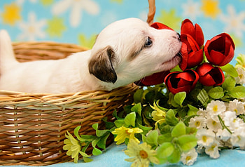 Puppy, blue, dog, animal, tulip, cute, basket, flower, green, red HD wallpaper