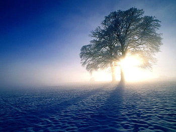 Winter, fog HD wallpaper