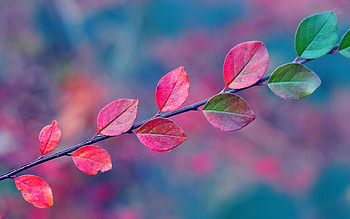 Autumn Leaves, branch, leaves, green, webs, red, Fall, Autumn, spiderwebs HD wallpaper