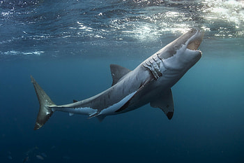 Great white shark, Imposing presence, High-resolution , Apex predator HD wallpaper