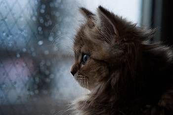 Animals, Dark, Fluffy, Kitty, Kitten, Muzzle, Sight, Opinion HD wallpaper