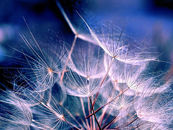 Macro, Dandelion, Fluff, Fuzz, Air, Seeds, Seed, Aerial HD wallpaper