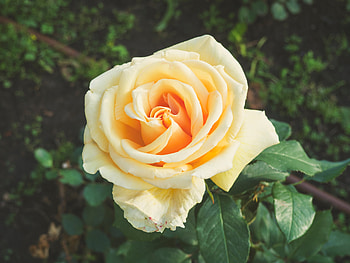 Flowers, Rose Flower, Rose, Petals, Bud HD wallpaper