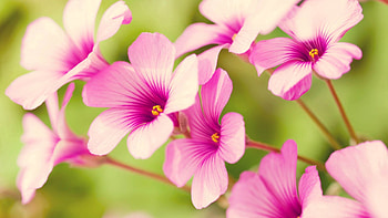 Flowers, Plant, Petals, Striped HD wallpaper