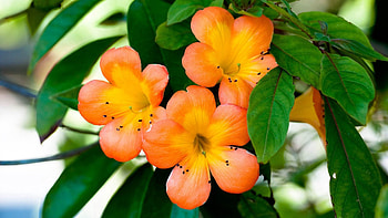 Flowers, Leaves, Macro, Petals, Small HD wallpaper