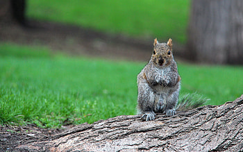 Animals, Squirrel, Grass, Sit, Log, Wait HD wallpaper