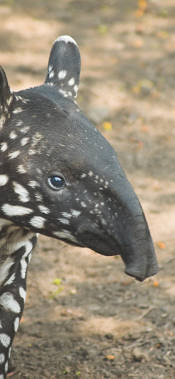 Tapir, , 80429, background HD phone wallpaper