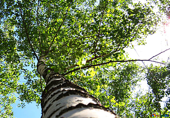CC BY license, stock, FX 48927, birch HD wallpaper