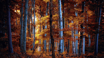 Golden forest, scene, fall, landscape, , wood, trees, autumn, nature, , forest, foliage HD wallpaper