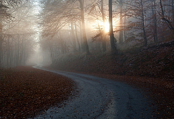 Awakening, landscapes, dawn, trees, autumn, sun rays HD wallpaper
