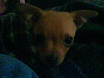chihuahua 