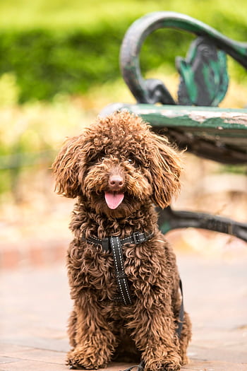 Cute brown miniature poodle sitting on a park path with tongue out. HD phone wallpaper