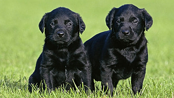 Labrador Retriever, Black dog, , High-resolution HD wallpaper