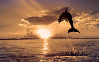 Animals, Dolfins HD wallpaper