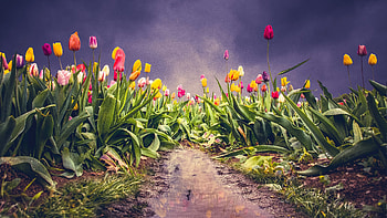 Farm of tulips, pink-yellow flowers, colorful HD wallpaper