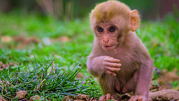 Wild Monkey Portraits, Energetic , Jumping Monkeys, Insane Antics HD wallpaper