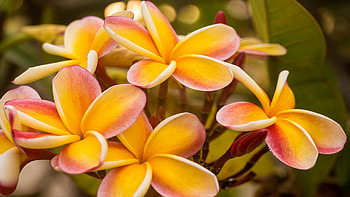 Pink and Yellow PlumeriaHawaii, summer, plants, hawaii, blossoms, petals, colors HD wallpaper
