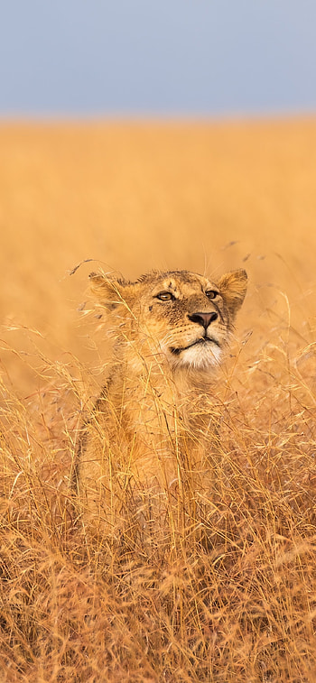 Serengeti National Park, African lion, Wildlife graphy, Majestic creatures HD phone wallpaper