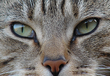 Mad Cat, cats, animals, pets HD wallpaper