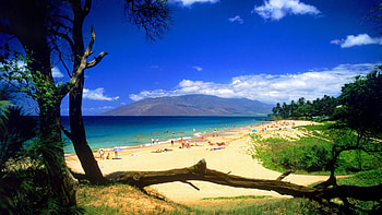 turistas en la playa, playa, turistas, palmeras, arena HD wallpaper