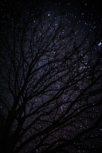 Night, Dark, Wood, Tree, Starry Sky HD phone wallpaper