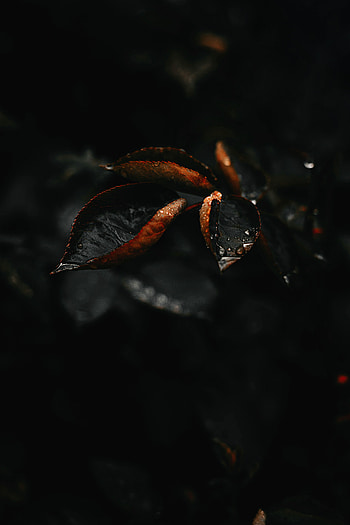 Nature, Plant, Macro, Sheet, Leaf, Drop HD phone wallpaper