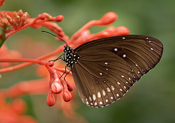 Flower, Macro, Butterfly HD wallpaper