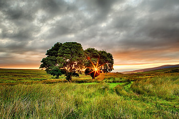 Sunshine, sunlight, landscape, grass, tree, sunrays, clouds, nature, sky, splendor, sun, sunset HD wallpaper