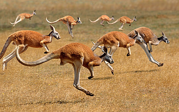 Kangaroo, animal, desert, aussie HD wallpaper