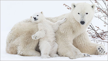 Momma! I'm so big!, snow, baby, mother, cute, winter, sweet, white, cub, polar bear, bear, funny, paw HD wallpaper