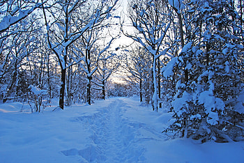 Winter, Nature, Trees, Twilight, Snow, Bush, Forest, Path, Dusk, Silence, Trail, Teen, Young Growth HD wallpaper