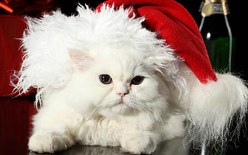 Animals, Holidays, Cats, New Year HD wallpaper