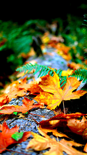 Autumn , Templatefor HD phone wallpaper