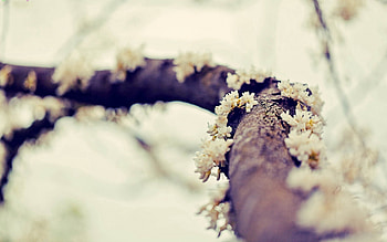 Flowers, Macro, Branch, Moss, Greased, Smeared HD wallpaper