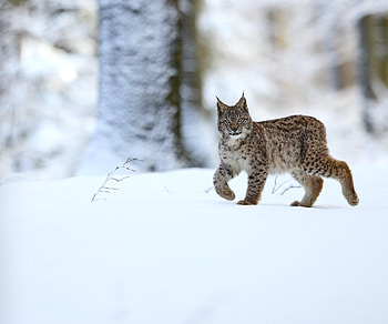 Animals, Snow, Iris, Predator, Big Cat, Animal HD wallpaper