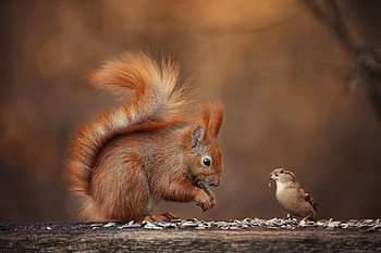 :), christmas, card, squirrel, new year, golden, animal, craciun, bird, veverita, brown, nature, pasari HD wallpaper