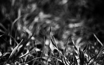 Grass, Macro, Shadow, Bw, Chb, Greased, Smeared HD wallpaper