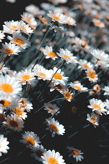Flowers, Camomile, Plant, Bloom, Flowering HD phone wallpaper