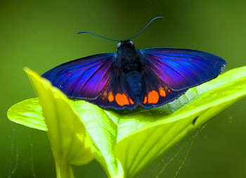 Rare beauty, blue, black, leaves, butterfly, rare, green, orange HD wallpaper
